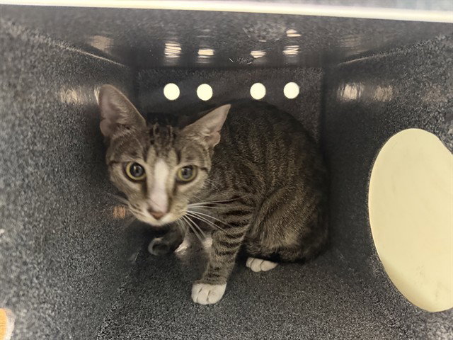 Silver, Domestic Short Hair