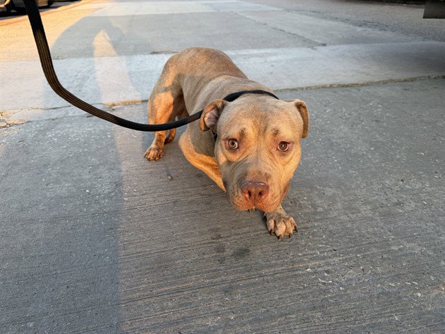 Sully, American Pit Bull Terrier