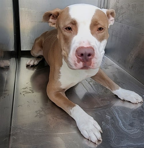 DIM-DIM, a dog for adoption from Garland Animal Services