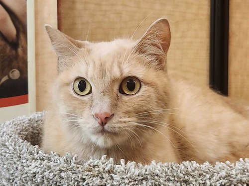 CUPCAKE, a cat for adoption from Garland Animal Services
