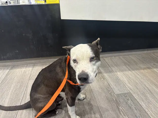 Buddy - Pit Bull Terrier