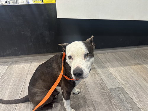 BUDDY, a dog for adoption from Garland Animal Services