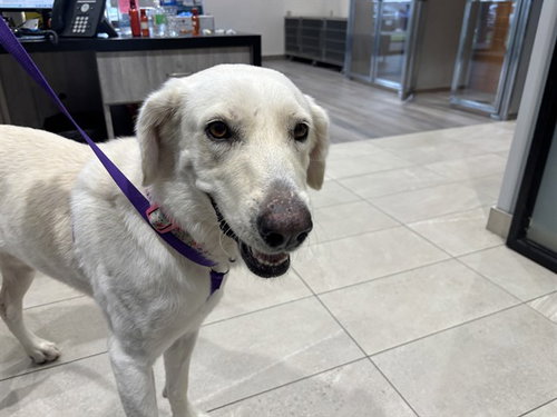 SNOW, a dog for adoption from Garland Animal Services
