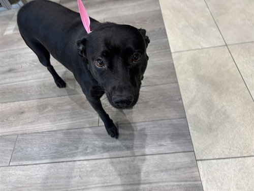 SAYDEE, a dog for adoption from Garland Animal Services