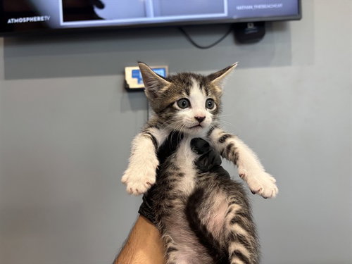JAVA, a cat for adoption from Garland Animal Services