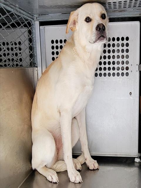 STINGRAY, a dog for adoption from Garland Animal Services