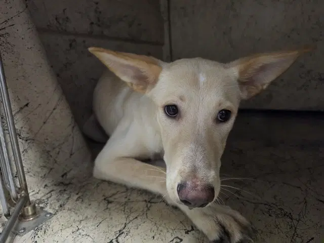 Beans - German Shepherd Dog