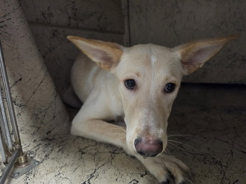 BEANS, a dog for adoption from Garland Animal Services