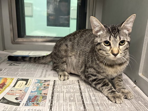 GABBI, a cat for adoption from Garland Animal Services