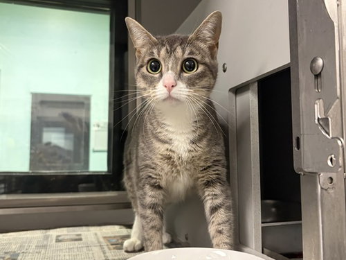 JUNE, a cat for adoption from Garland Animal Services