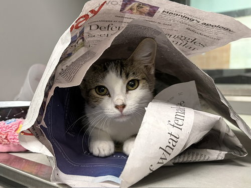 KITA, a cat for adoption from Garland Animal Services