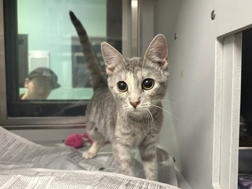 BAM, a cat for adoption from Garland Animal Services