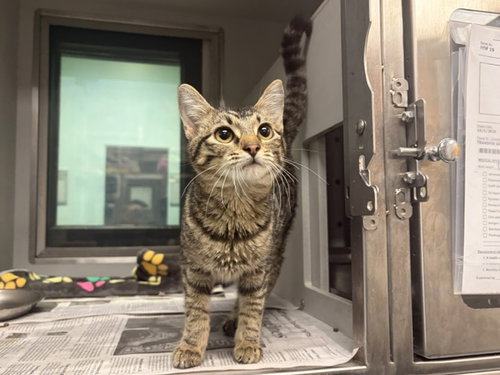CAIRO, a cat for adoption from Garland Animal Services