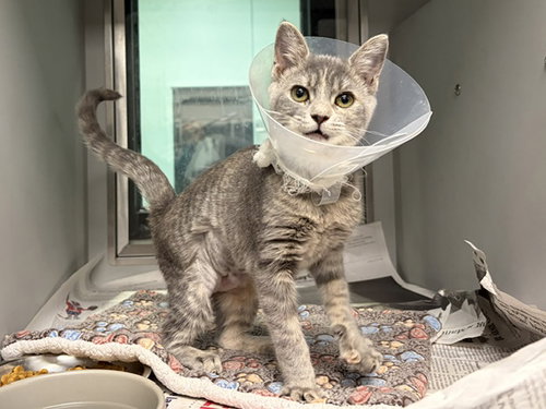 ZAM, a cat for adoption from Garland Animal Services