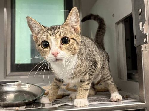 TOFU, a cat for adoption from Garland Animal Services