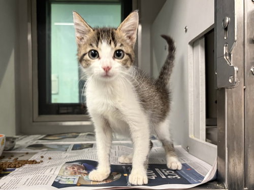 KRAMER, a cat for adoption from Garland Animal Services