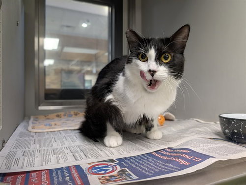 MINA, a cat for adoption from Garland Animal Services