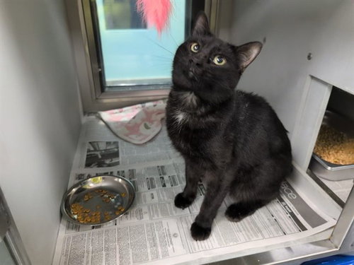 LLOYD, a cat for adoption from Garland Animal Services