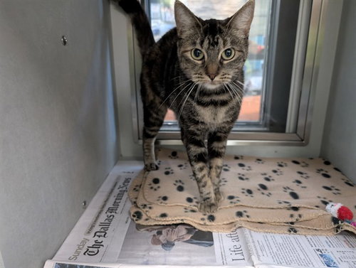 PIKACHU, a cat for adoption from Garland Animal Services