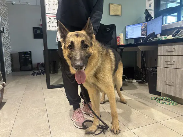 Rocket - German Shepherd Dog