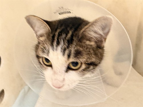 RITA BOBITA, a cat for adoption from Garland Animal Services