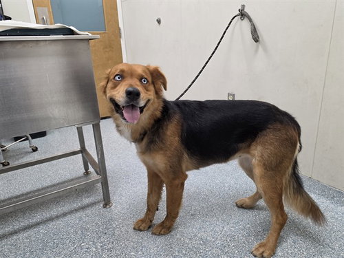 ASH, a dog for adoption from Garland Animal Services