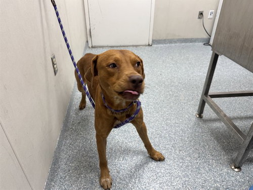 RUSTY, a dog for adoption from Garland Animal Services