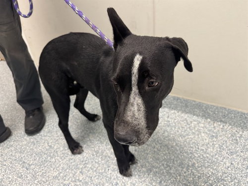 LICORICE, a dog for adoption from Garland Animal Services