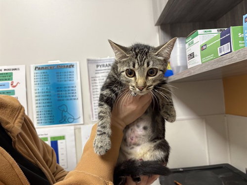 LILA, a cat for adoption from Garland Animal Services