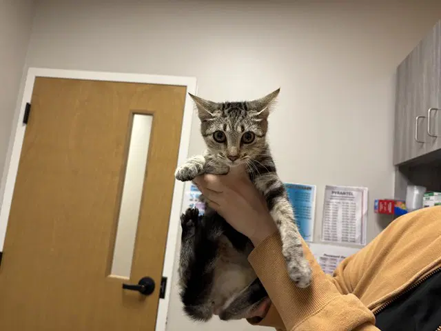 Lina - Domestic Short Hair