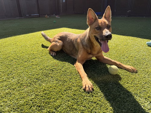Kibbles, German Shepherd Dog / Mixed (medium coat)