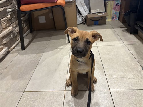 SALEM, a dog for adoption from Garland Animal Services