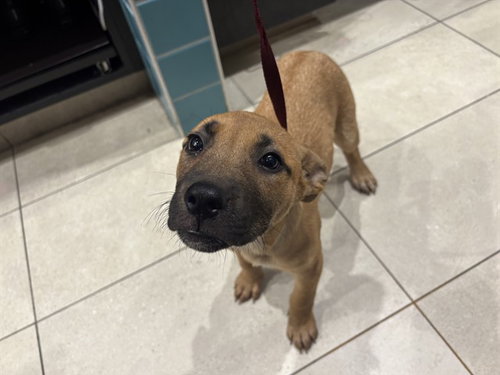SASHA, a dog for adoption from Garland Animal Services