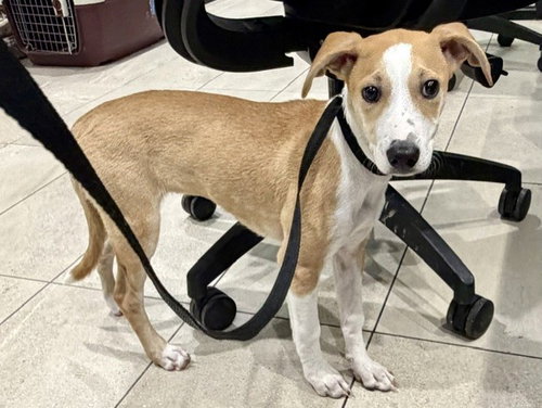 BIRDY, a dog for adoption from Garland Animal Services