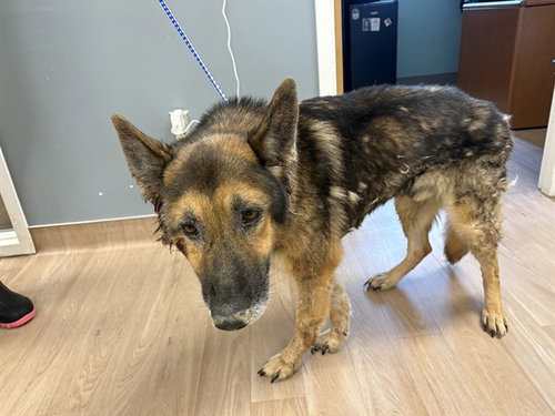 Samson, German Shepherd Dog (medium coat)