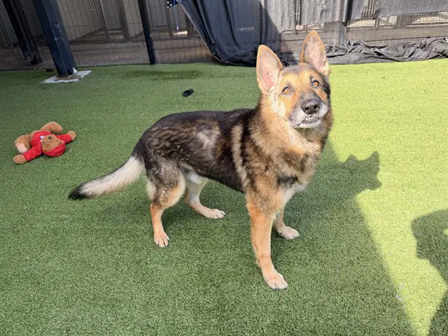 Samson - German Shepherd Dog