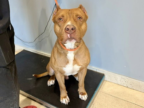 DEBO, a dog for adoption from Garland Animal Services