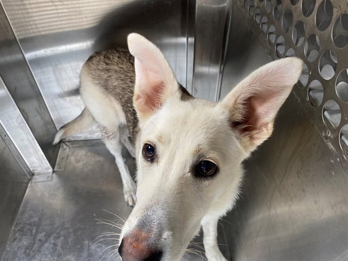ODESSA, a dog for adoption from Garland Animal Services