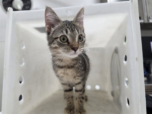 SEAL, a cat for adoption from Garland Animal Services