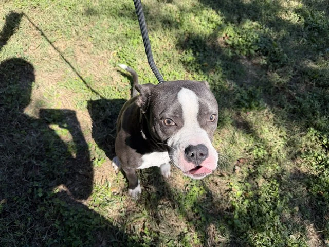 Mojo