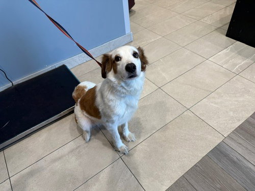 GIRL, a dog for adoption from Garland Animal Services