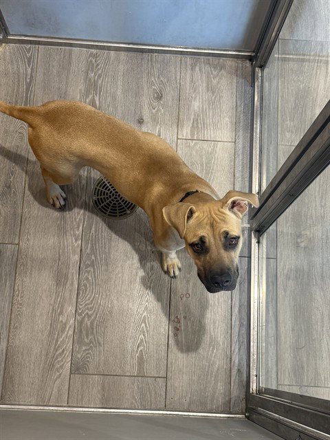 DUKE, a dog for adoption from Garland Animal Services