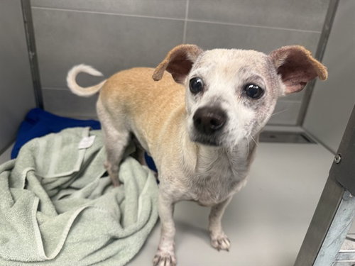 MOCO, a dog for adoption from Garland Animal Services