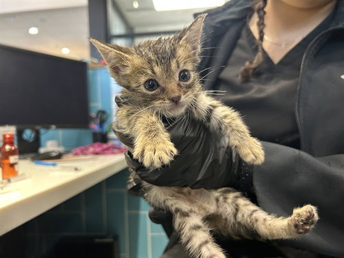 ZIPPY, a cat for adoption from Garland Animal Services