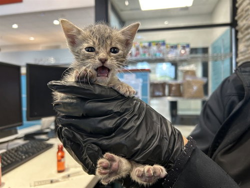 ZAPPY, a cat for adoption from Garland Animal Services