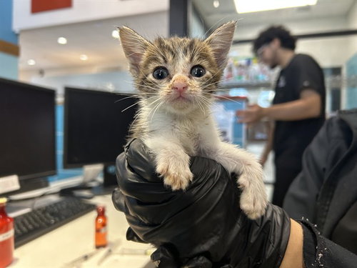 NAPPY, a cat for adoption from Garland Animal Services