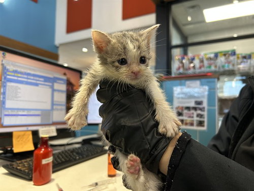 DAPPY, a cat for adoption from Garland Animal Services