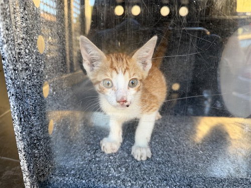 TREVINO, a cat for adoption from Garland Animal Services