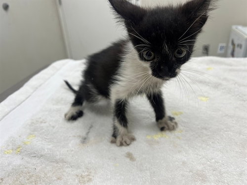 MIKA, a cat for adoption from Garland Animal Services