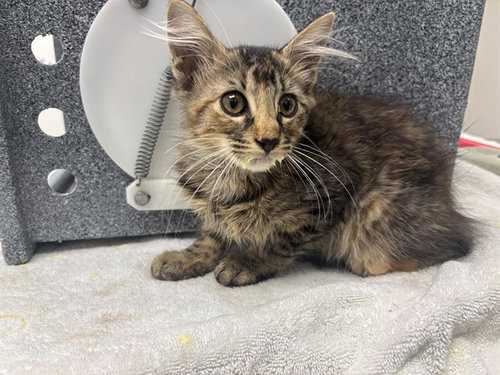 ANITA NAPP, a cat for adoption from Garland Animal Services